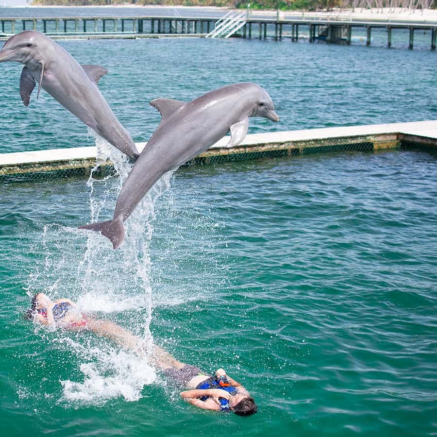 Punta Cana: Dolphin Explorer Swims and Interactions
