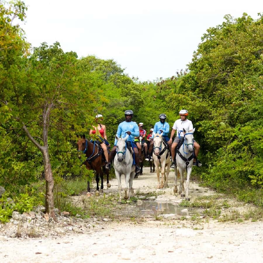 Swim Horse fom Punta Cana