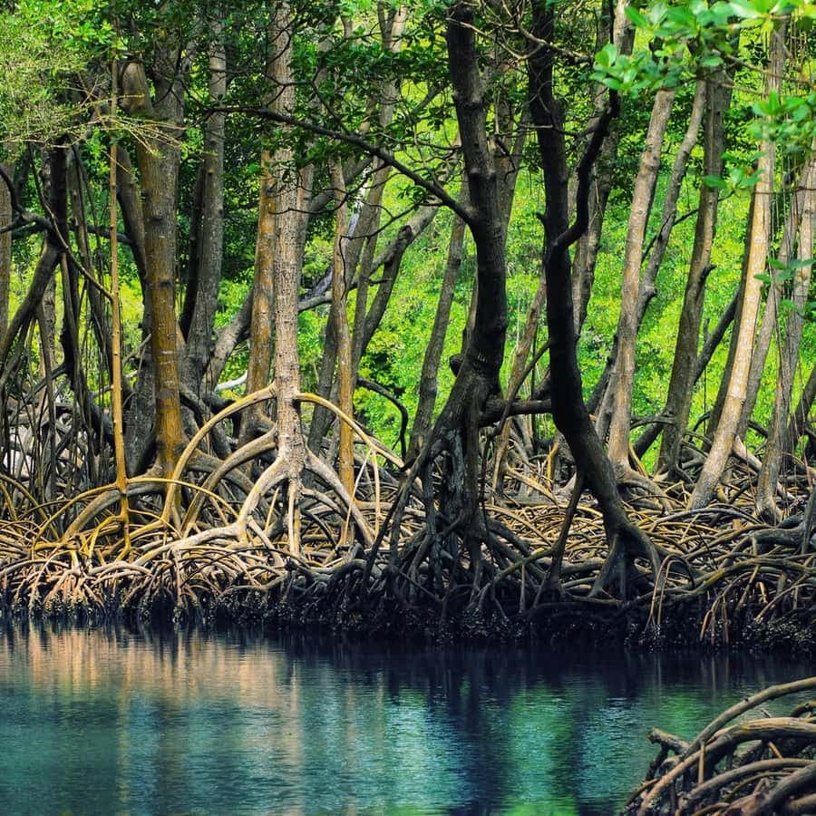 Punta Cana: Los Haitises National Park Full-Day Tour