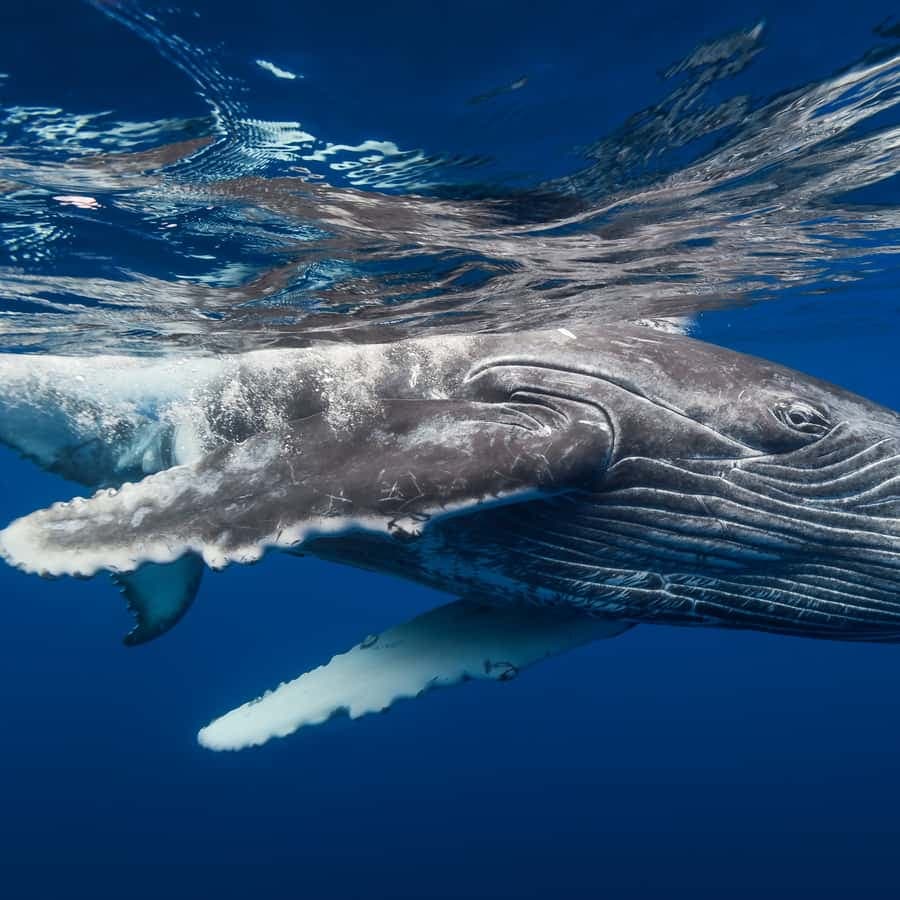 From Samaná: Whale Watching and Cayo Levantado Boat Tour