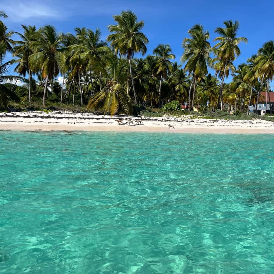 Saona Island: Small Group Virgin Beaches Cruise Day Trip
