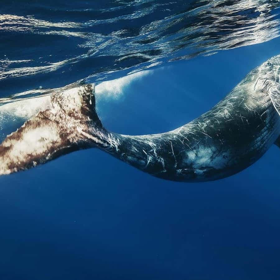 Bayahibe: Whale-Watching Cruise & Cayo Levantado Day Trip