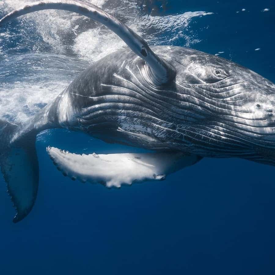 Punta Cana: Samana Whale Watching Cruise