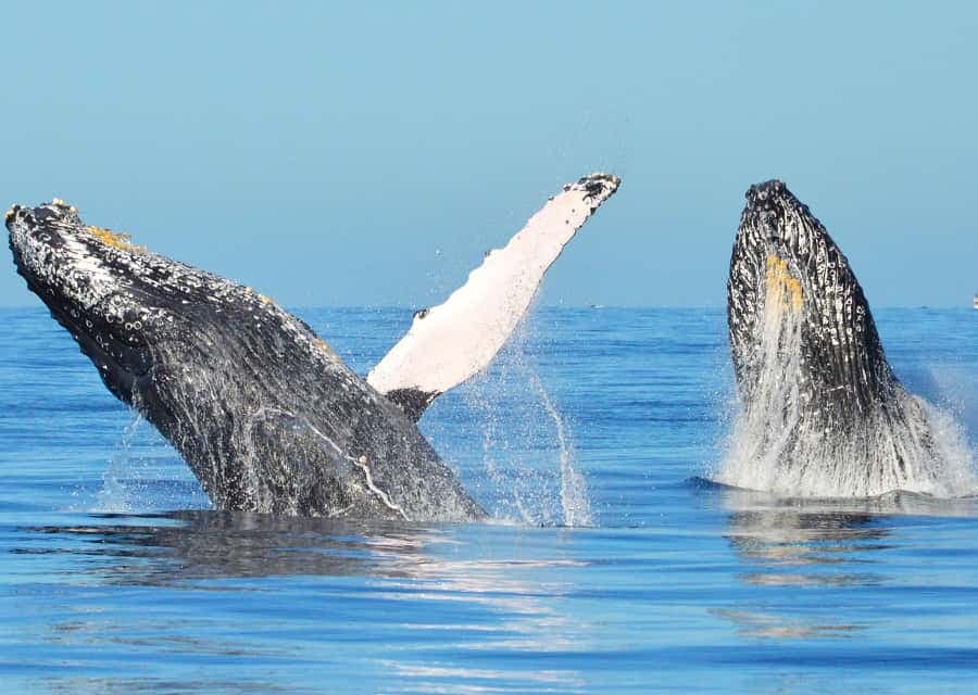 From Punta Cana: Whale Watching and Beaches Day Trip