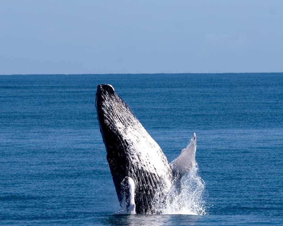 From Punta Cana: Whale Watching and Beaches Day Trip - Dominican Republic