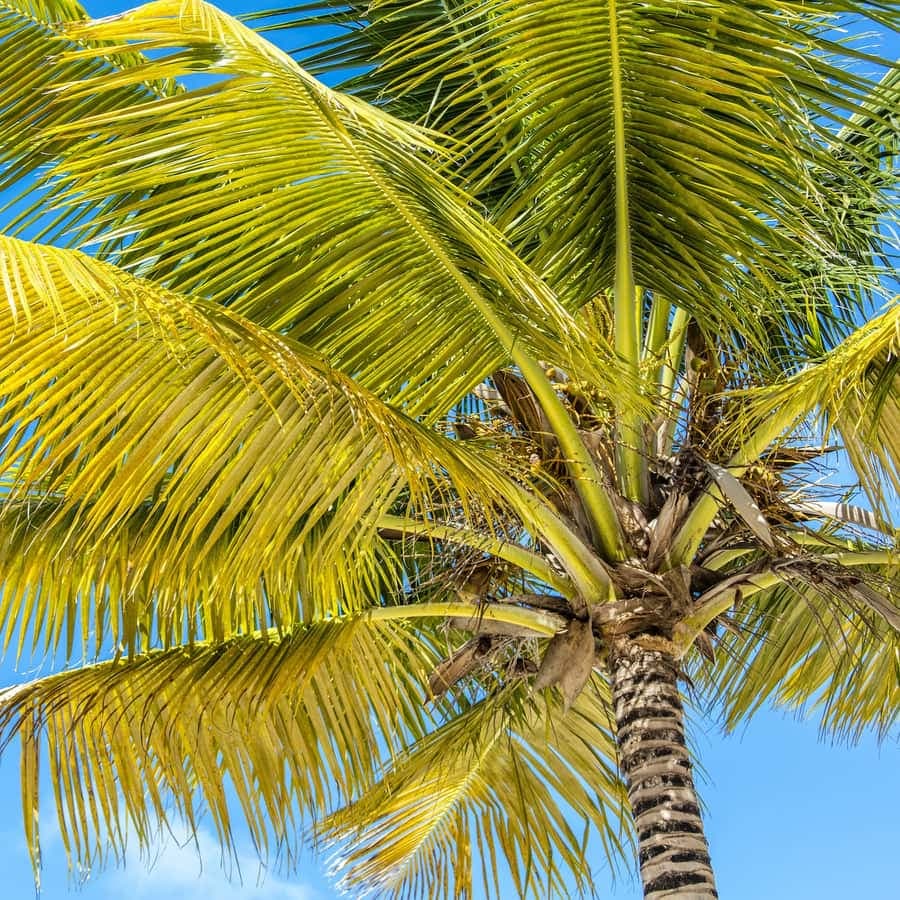 From Punta Cana: Catamaran Cruise to Saona Island with Lunch