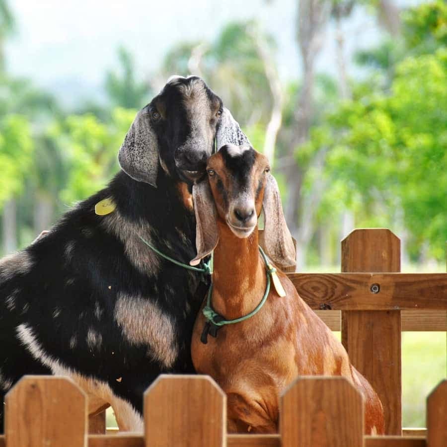 Punta Cana: Xploration Animal Park Bus Tour with Encounters
