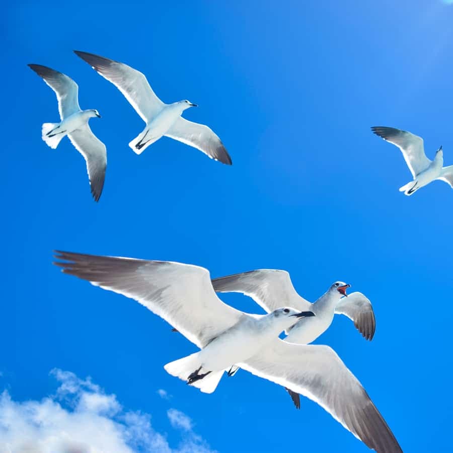 From Santo Domingo: Saona Island Day Trip w/ Lunch & Drinks - Dominican Republic