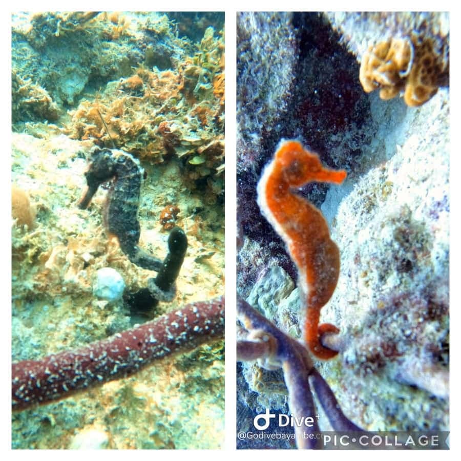 Bayahibe: Scuba Diving Initiation by Go Dive Bayahibe