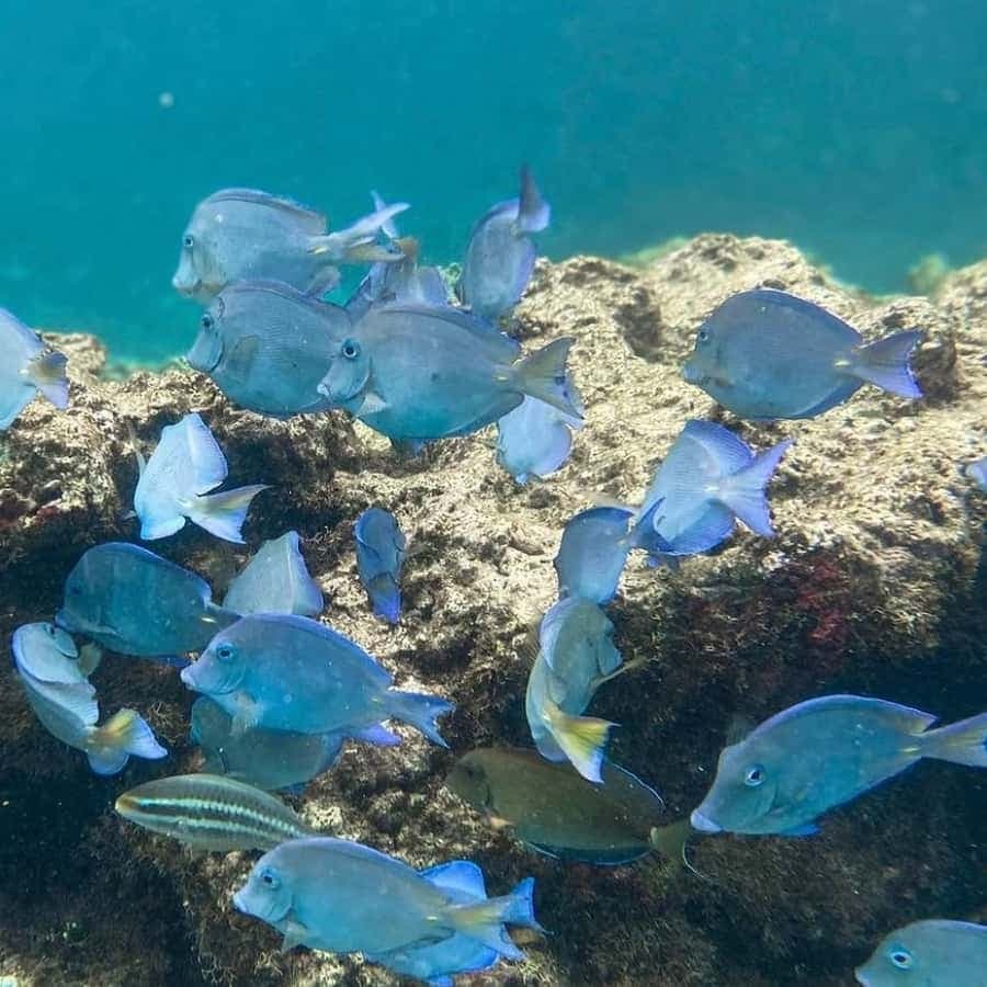 Punta Cana: Full-day Snorkelling Tour in Catalina Island