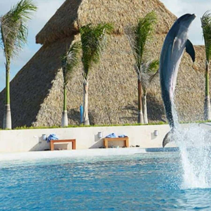 Punta Cana: Swimming with Dolphins.