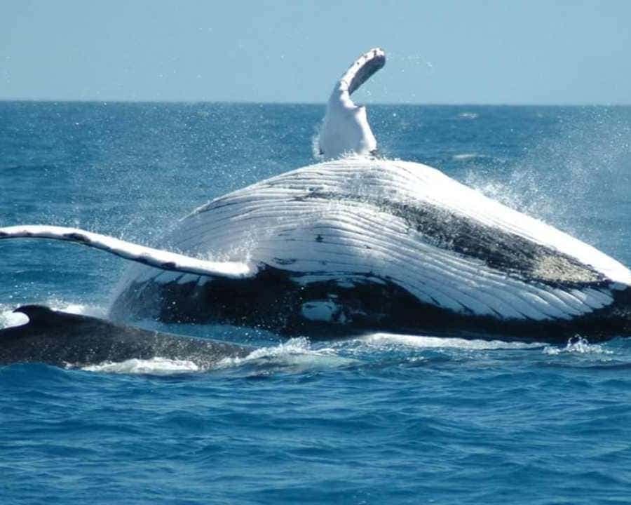 From Punta Cana: Samaná Whale Watching & Bacardi Island Tour