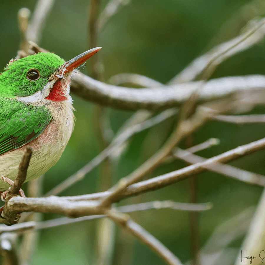 La Romana: Bird Watching From Casa de Campo