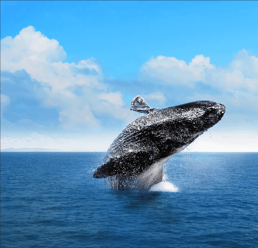Punta Cana: Private Whale Watching Samana bay Half Day