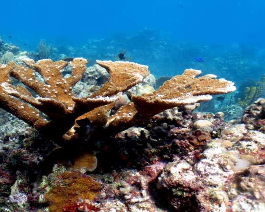 La Romana: Saona Island Tour with Lunch for Mein Schiff