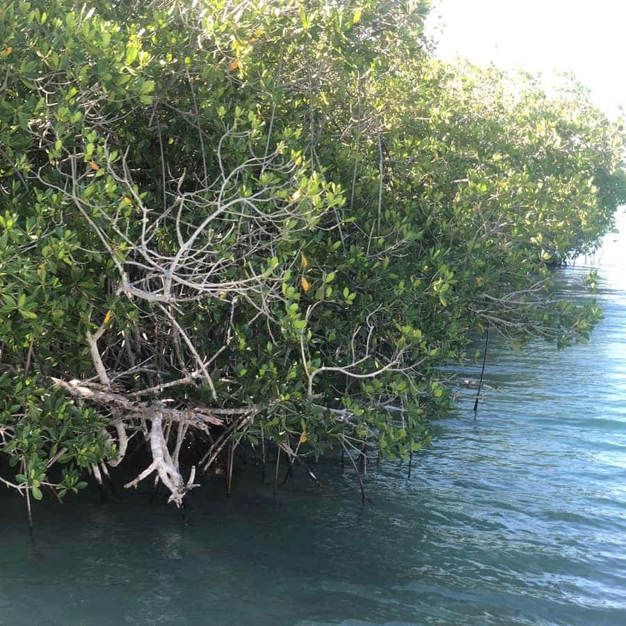 La Romana: Saona Island for Norwegian Sky Cruise Passengers