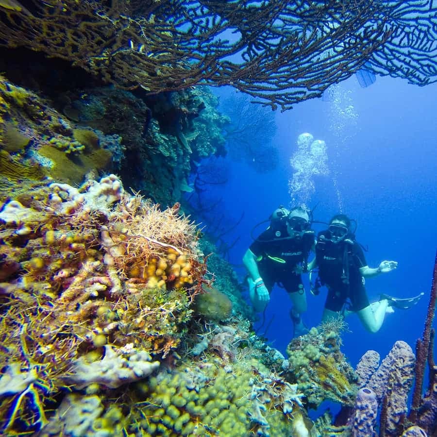 Punta Cana: Scuba Diving Adventure to Catalina Island