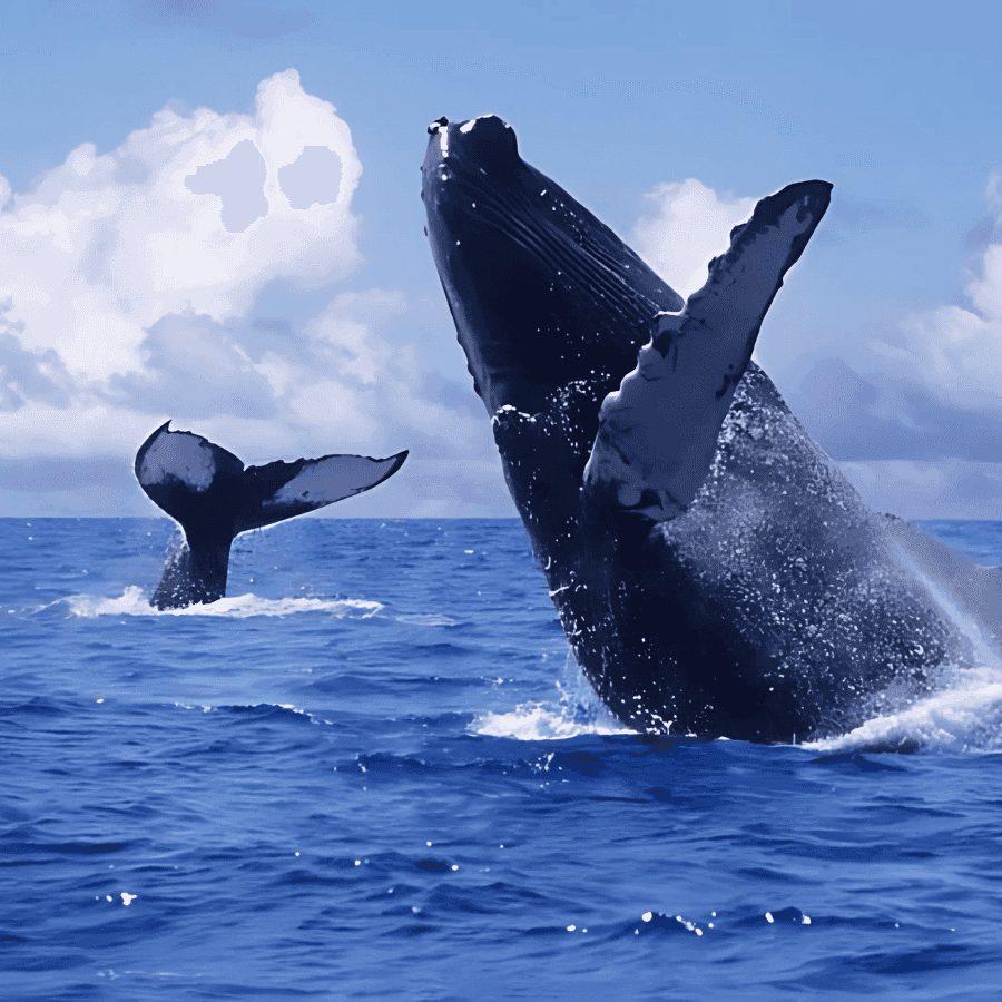 Punta Cana: Whale Watching and Bacardi Island Day Trip