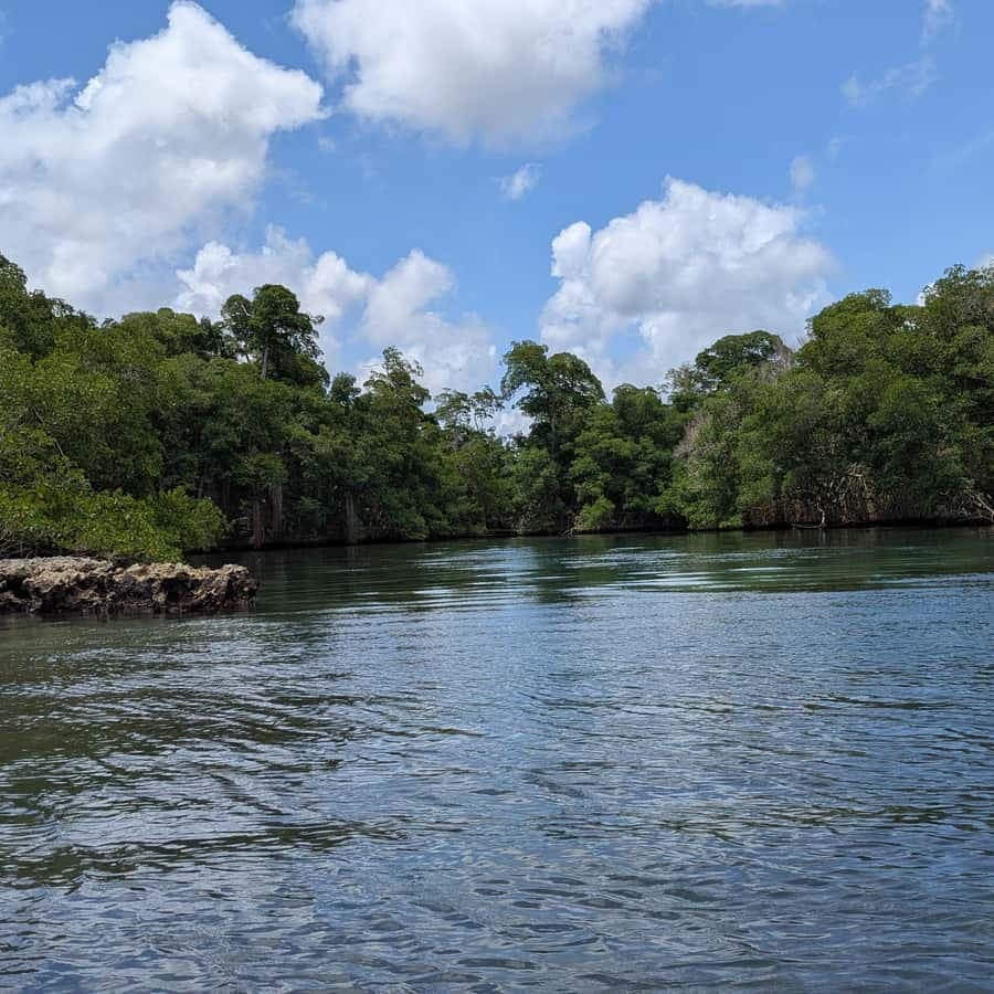 Mangove boat tour - Rio San Juan Guided 4-6 hour tour