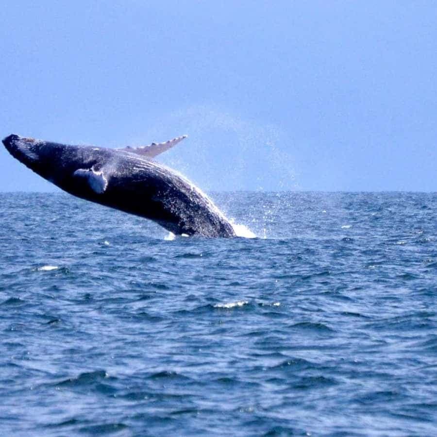 From Bayahibe: Samanà Whale Watching and Bacardi Island Tour