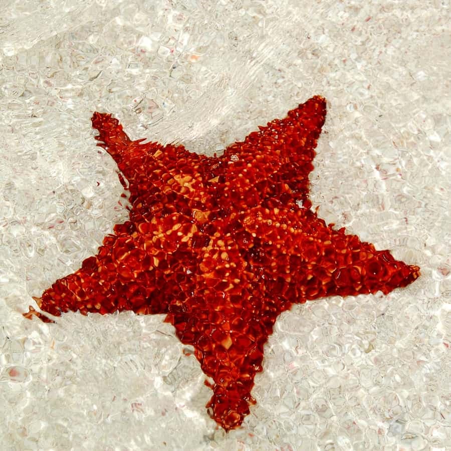 Saona Island: Tour of the 4 Beaches with Canto de la Playa