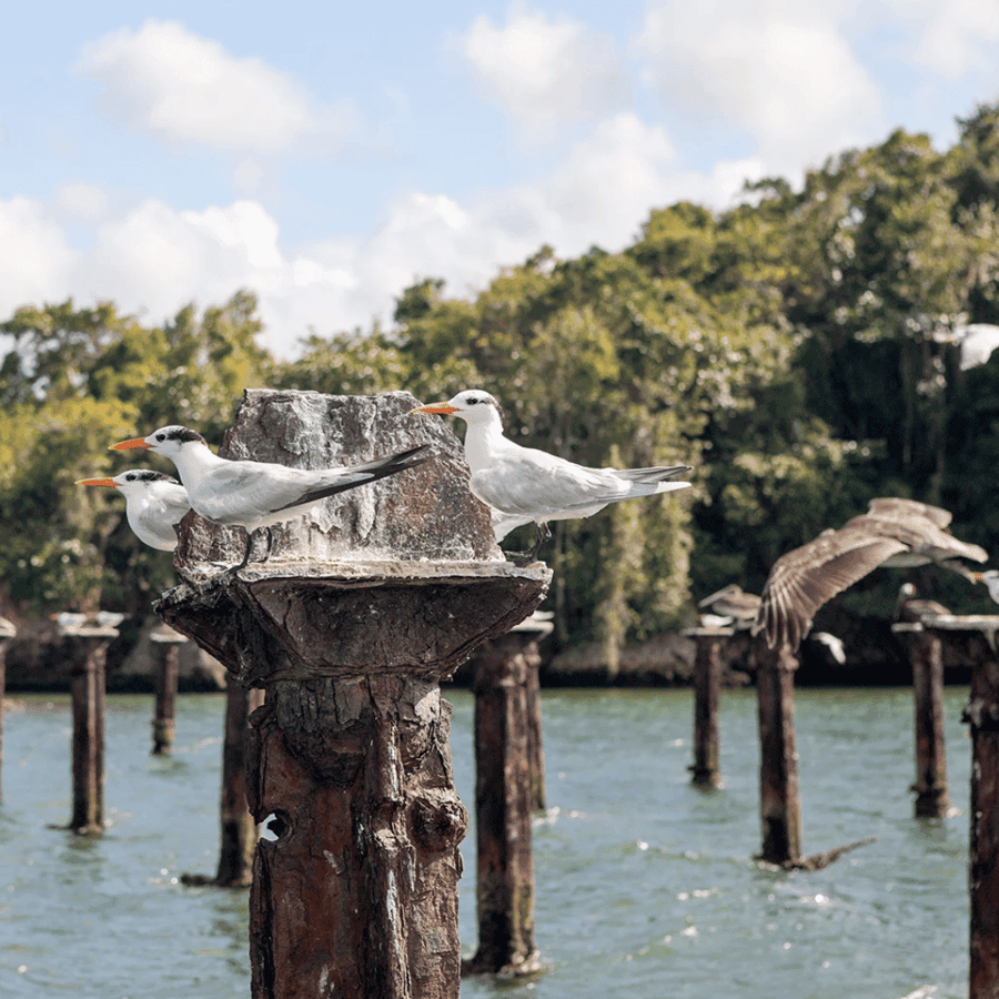 From Punta Cana: Los Haitises Tour: Mangroves, Caves + Round Mountain
