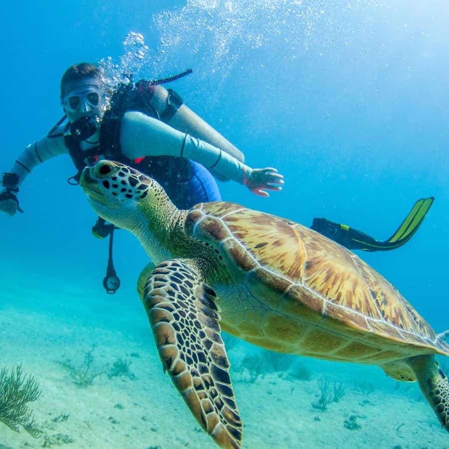Bayhibe: Private 2 Tank Scuba Dive tour in the National Park