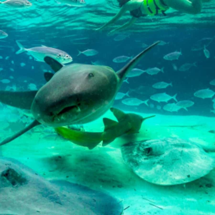 Punta Cana: Dolphin Royal Swim