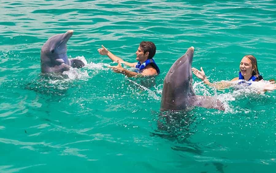 Punta Cana Dolphin Experience: 50 Minutes of Water Fun