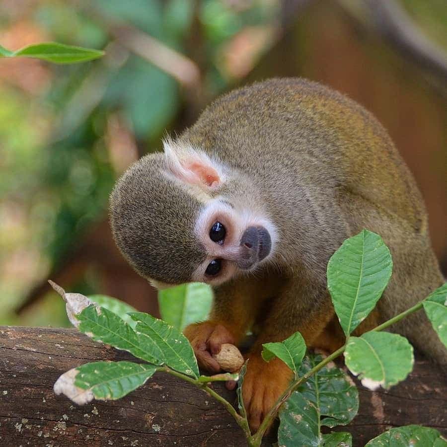 Monkey Encounter + ATV Riding Adventure – Puerto Plata