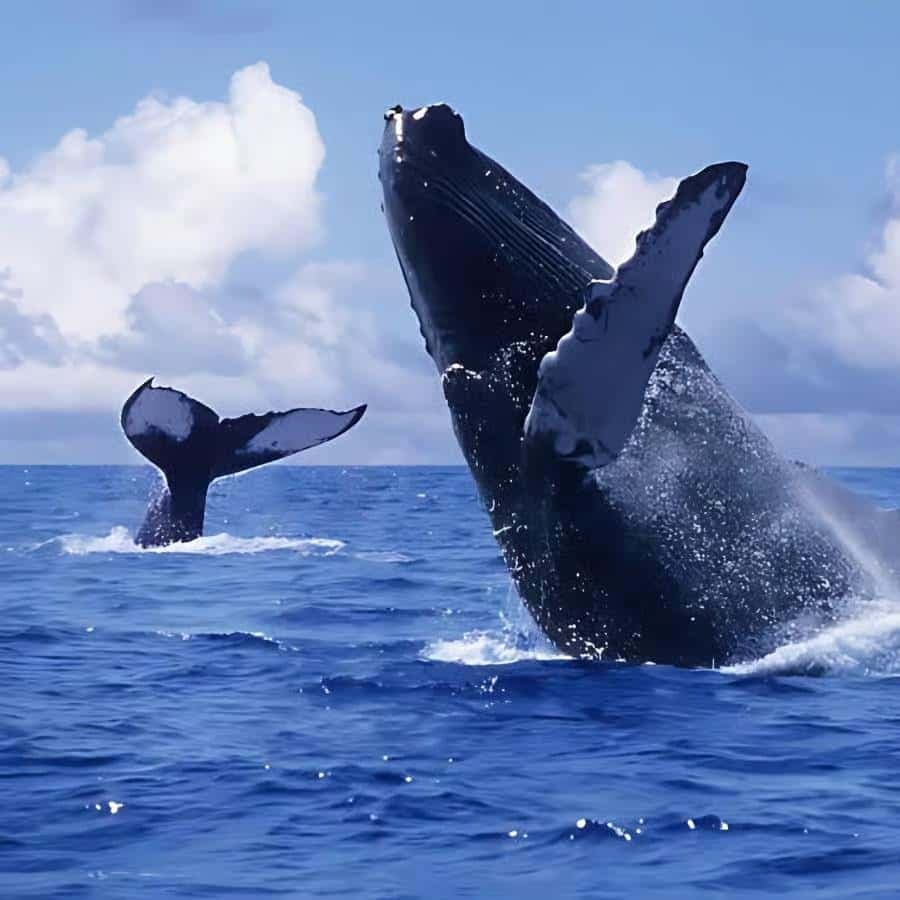 Punta Cana: Samaná Peninsula Whale Watching Day Trip