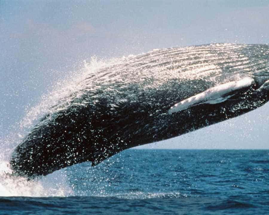 From Punta Cana: Samaná Whale Watching & Bacardi Island Tour