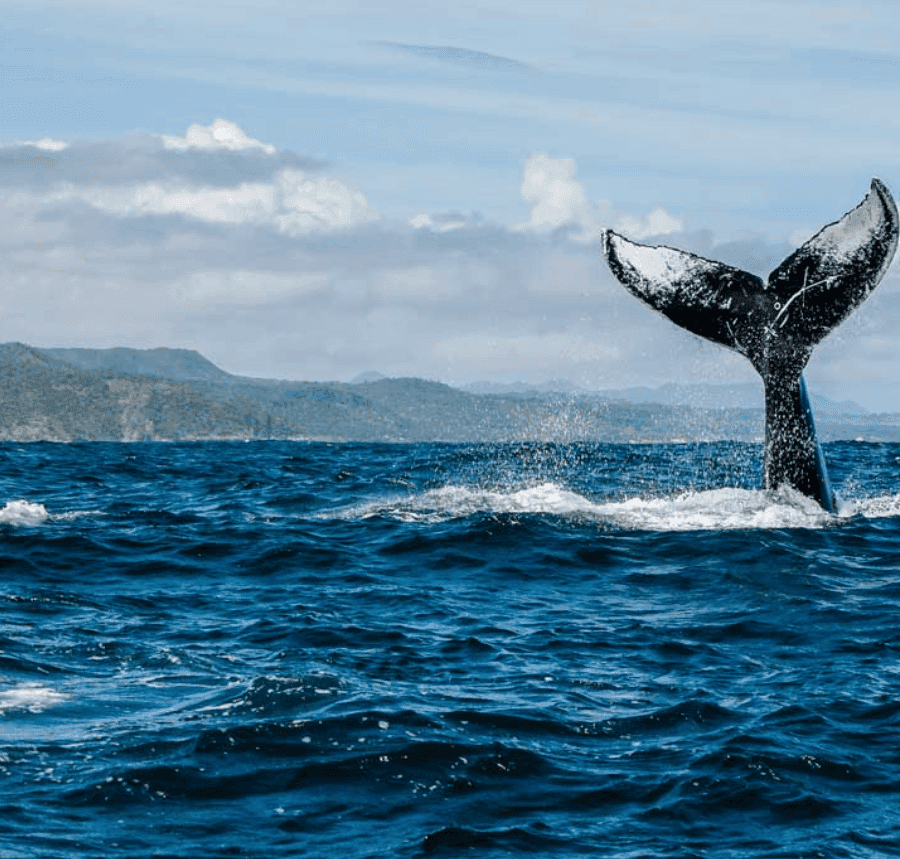 Private Whale Watching + Cayo Levantado (Small Boat Experience)