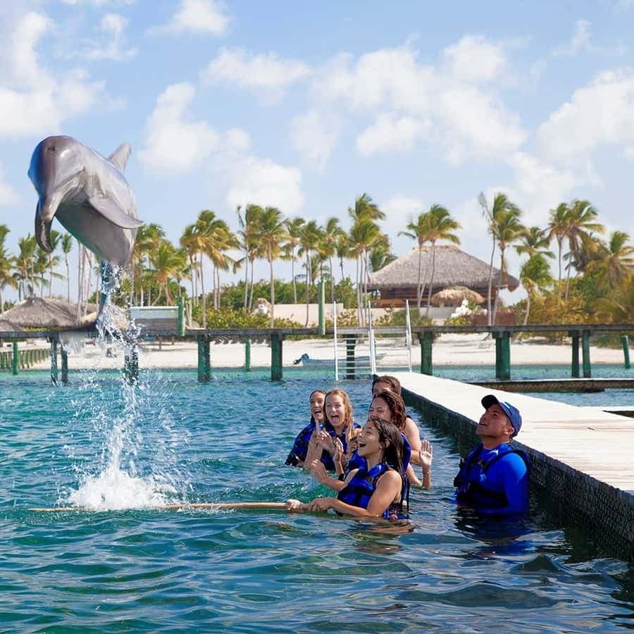 Punta Cana Dolphin Adventure: 40-Minute Interaction