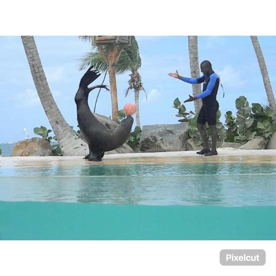 Punta Cana: Dolphin Explorer Park Entry, Swim, or Encounter - Dominican Republic