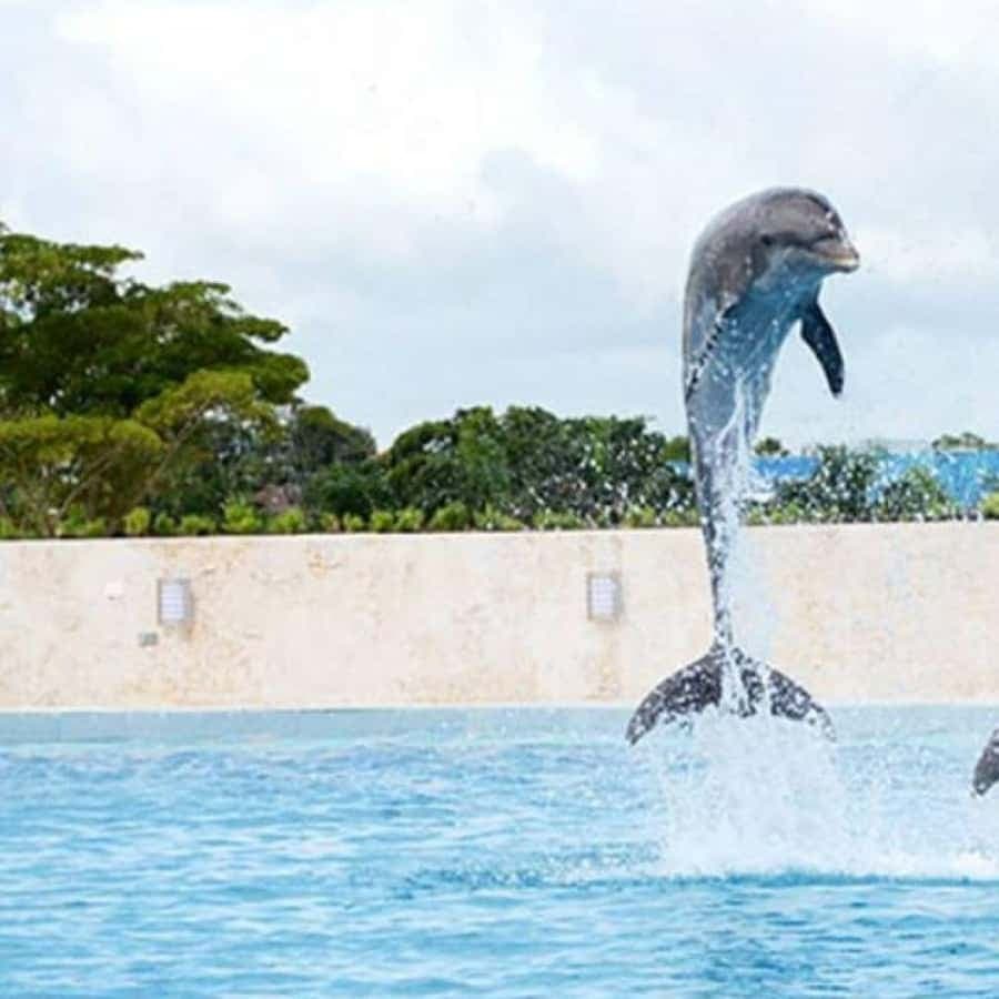Punta Cana: Swimming with Dolphins.