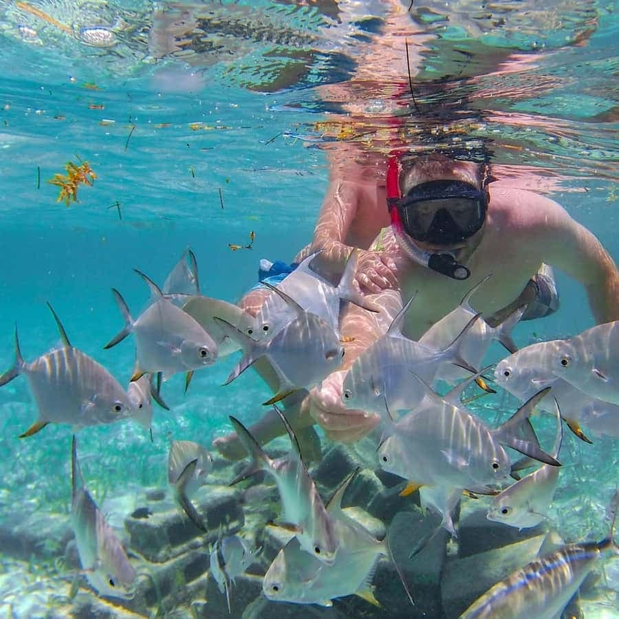 Punta Cana Coral Reef Restoration & Snorkelling Experience - Dominican Republic