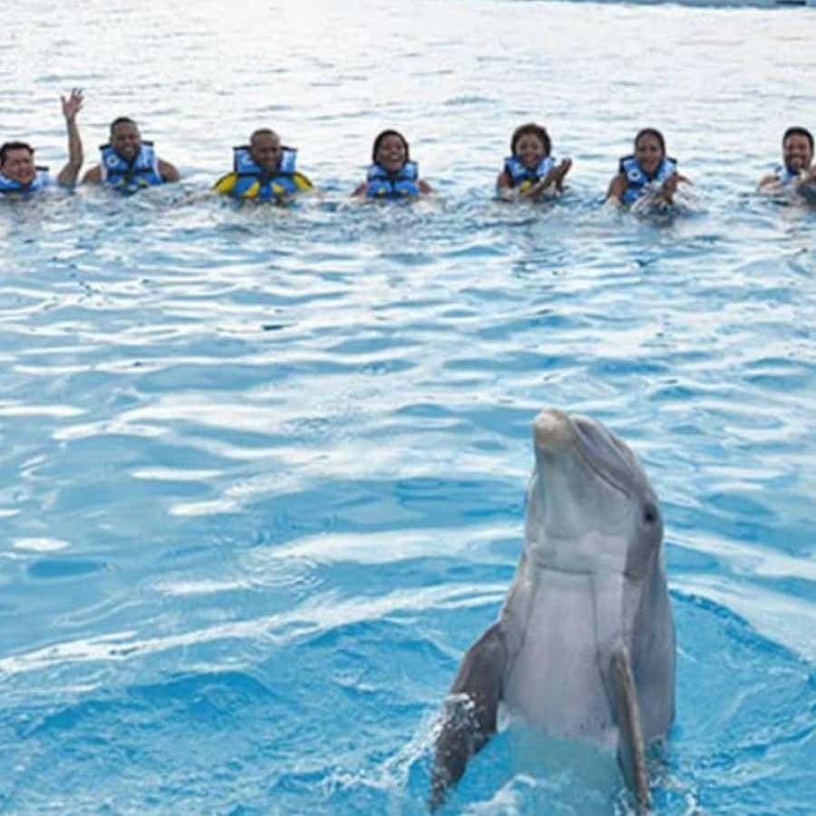 Punta Cana: Swimming with Dolphins.