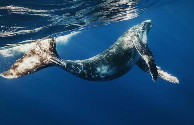 Bayahibe: Whale-Watching Cruise & Cayo Levantado Day Trip