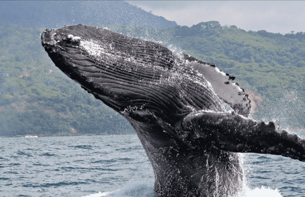 Punta Cana: Private Whale Watching Samana bay Half Day - Dominican Republic