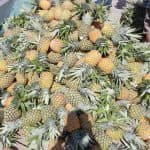 Cayo Levantado Day Trip