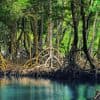 Los Haitises National Park Tour from Las Terrenas, Samaná. Half Day Trip.