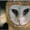 Private Birding Tours of the Dominican Republic - Dominican Republic