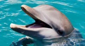 Dolphin Encounter for Dominican Residents - Dominican Republic