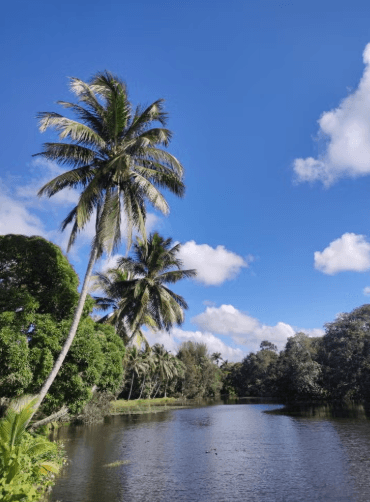 Guama and Hatiguanico River Trip