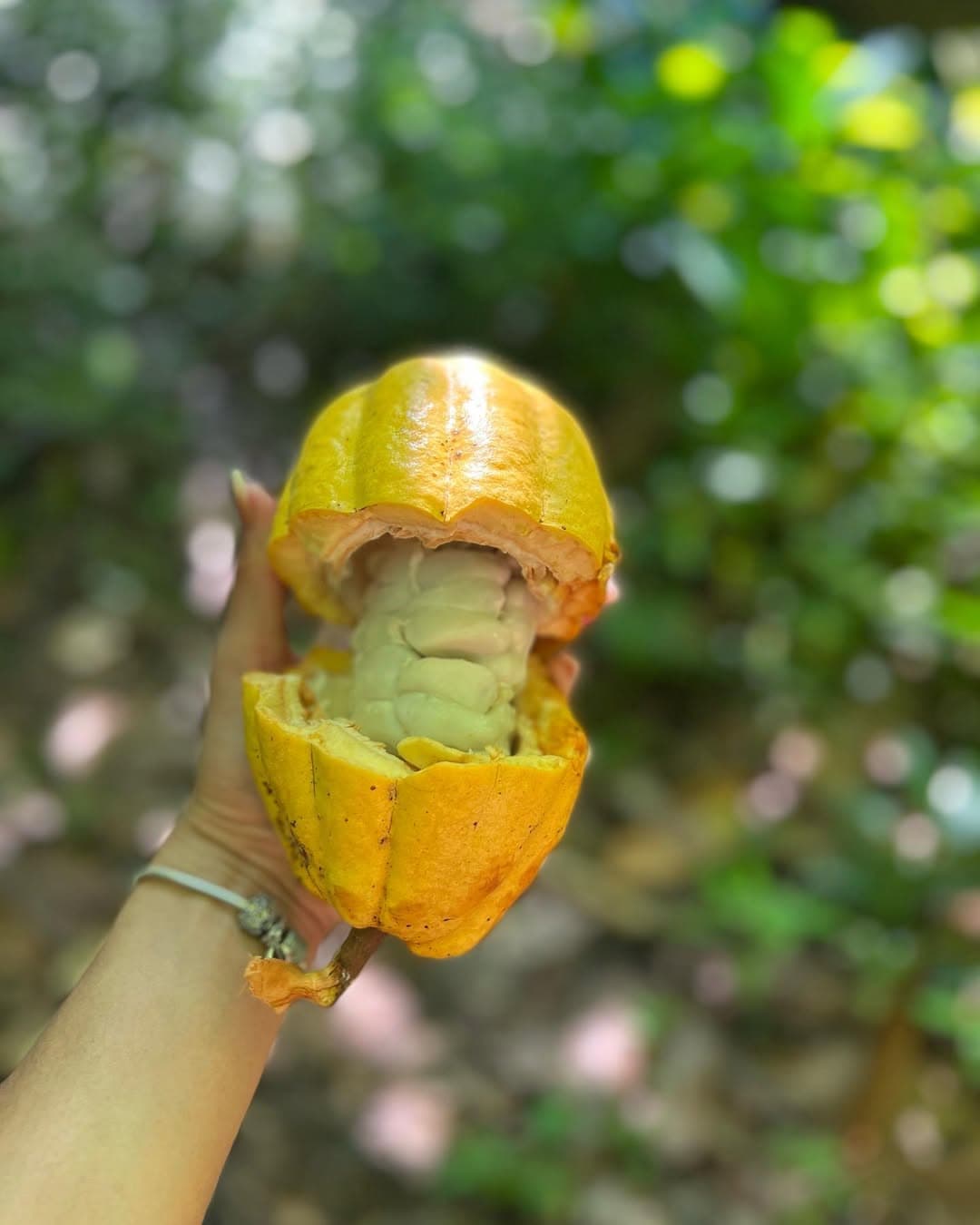 Los Haitises Rainforest Hiking & Birdwatching (2 Hours)