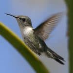 Birdwatching in Los Haitises National Park