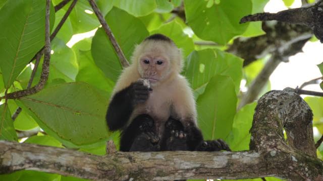 Manuel Antonio: Nauyaca Waterfalls All Inclusive Full Day