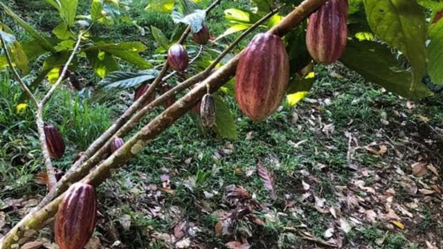Puerto Viejo: Food and Culture Walking Tour