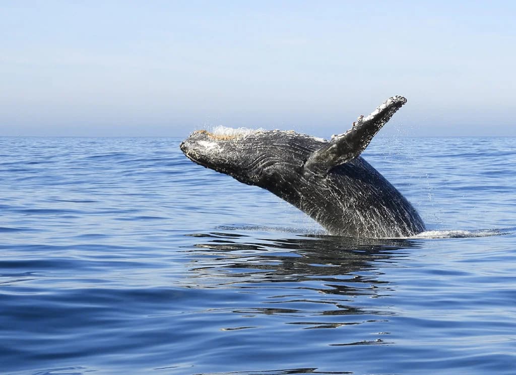 Private Whale Watching + Cayo Levantado (Small Boat Experience)